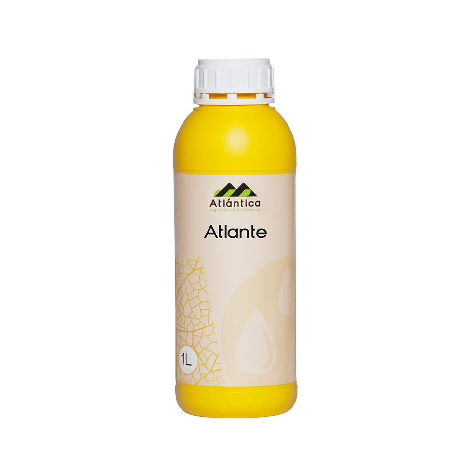 atlante-1-l